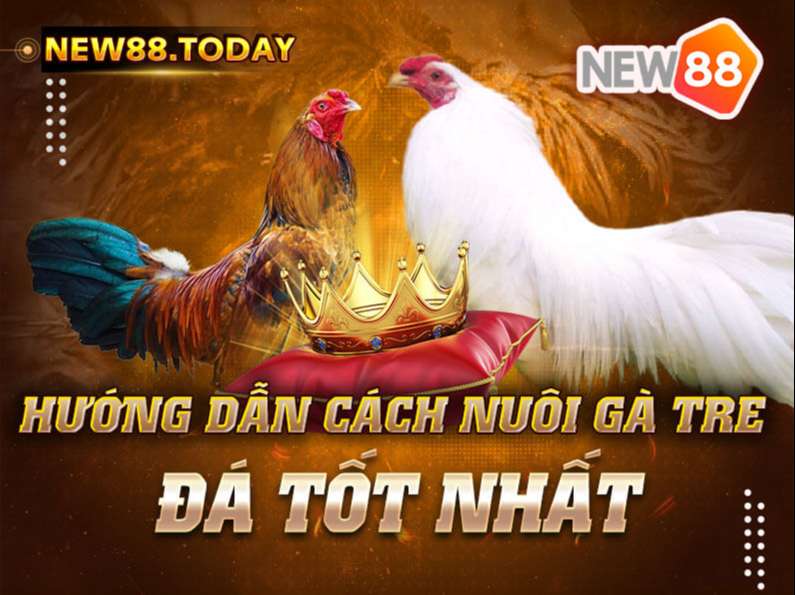 Hướng dẫn cách nuôi gà tre