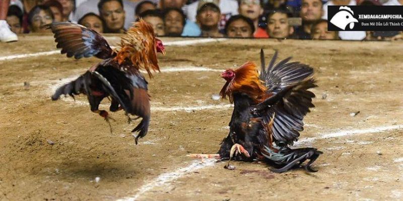 Tổng hợp đá gà Campuchia siêu kinh điển Tổng hợp đá gà Campuchia siêu kinh điển