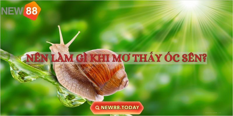Những điều nên làm khi mơ thấy ốc sên Những điều nên làm khi mơ thấy ốc sên