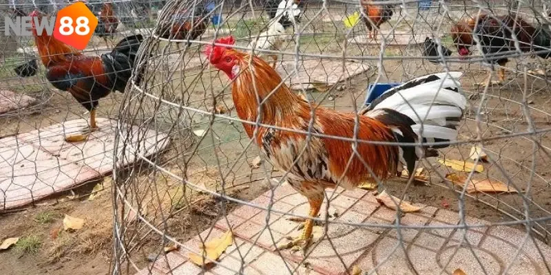 Một số trại gà đá nổi tiếng nhiều gà tại Việt Nam